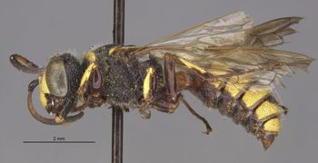 Media type: image;   Entomology 13766 Aspect: habitus lateral view